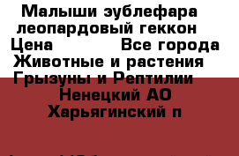 Малыши эублефара ( леопардовый геккон) › Цена ­ 1 500 - Все города Животные и растения » Грызуны и Рептилии   . Ненецкий АО,Харьягинский п.